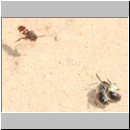 Andrena barbilabris - Sandbiene 02 Paarung.jpg